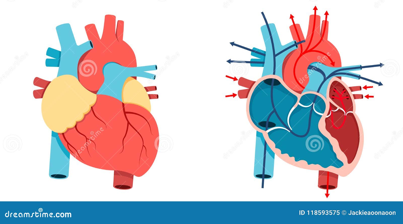 Human Heart Stock Illustrations – 174,403 Human Heart Stock ...