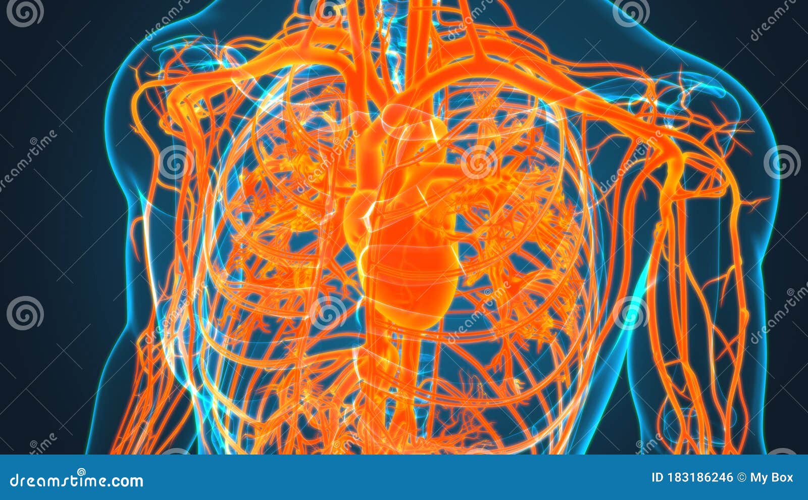Human Heart with Circulatory System Anatomy for Medical Concept 3D ...
