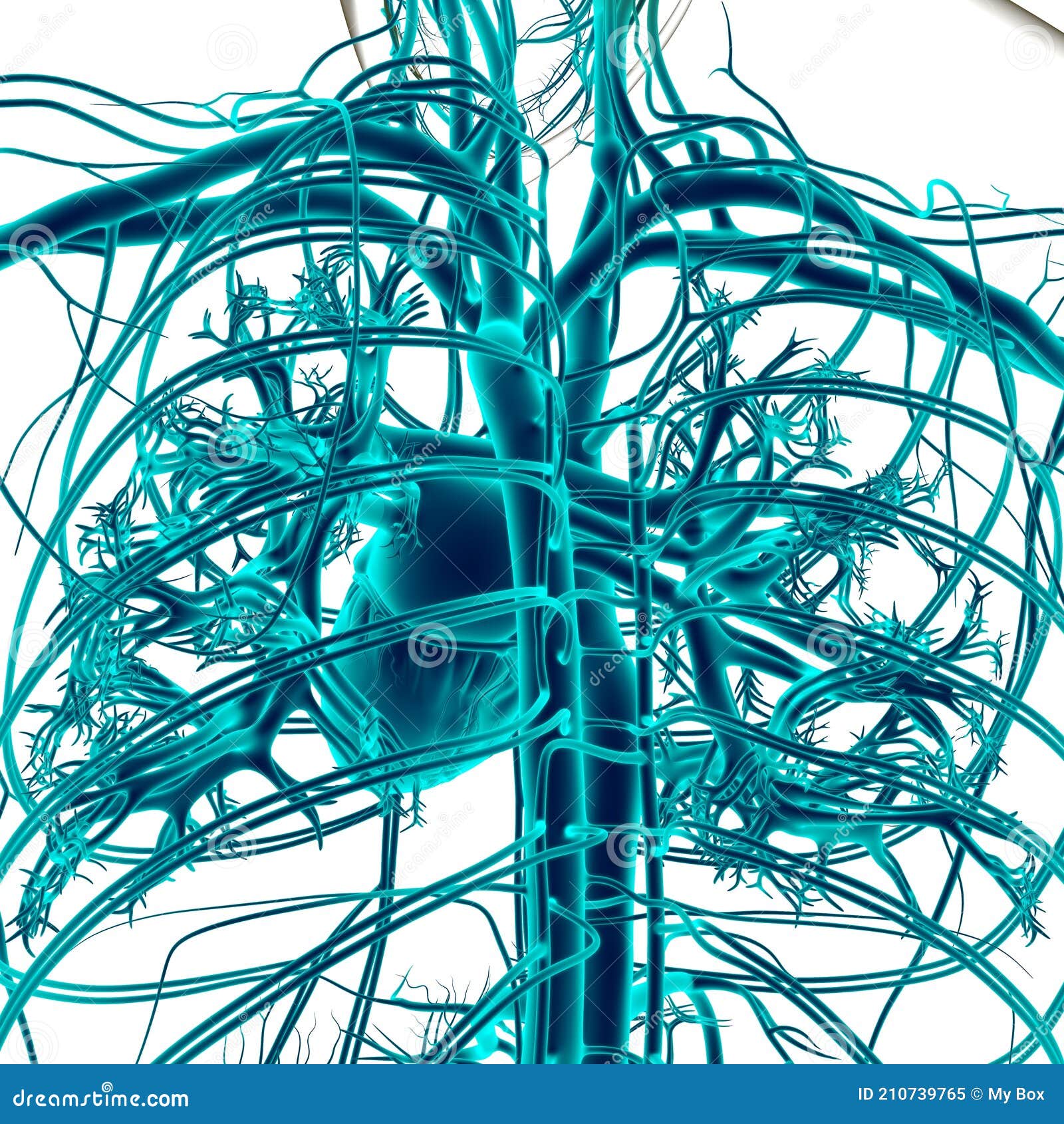 Human Heart with Circulatory System Anatomy for Medical Concept 3D ...