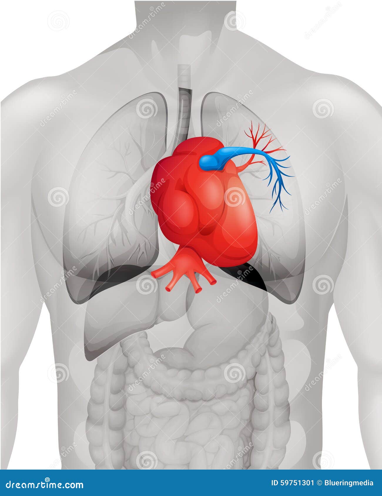 Human Heart Diagram In Detail Stock Vector - Illustration of health