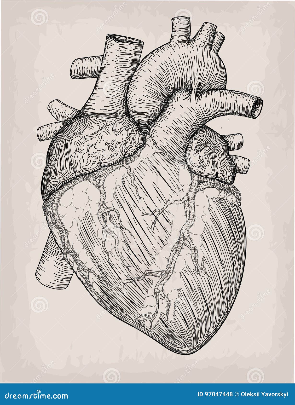 human heart hand drawn. anatomical sketch. medicine,   engraving . anatomical high detailed tattoo art.