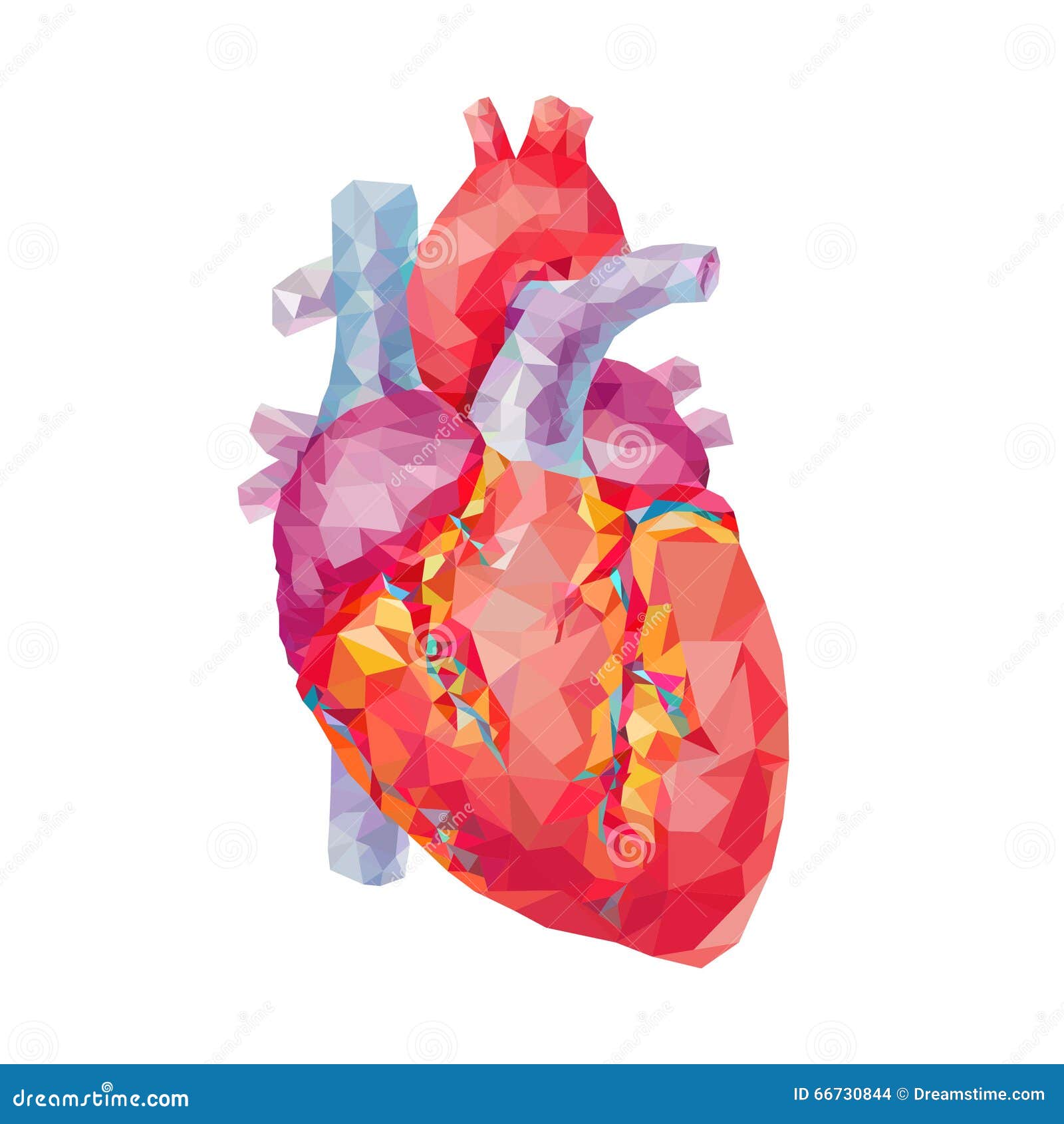 Heart Human Stock Illustrations – 191,071 Heart Human Stock Illustrations,  Vectors & Clipart - Dreamstime