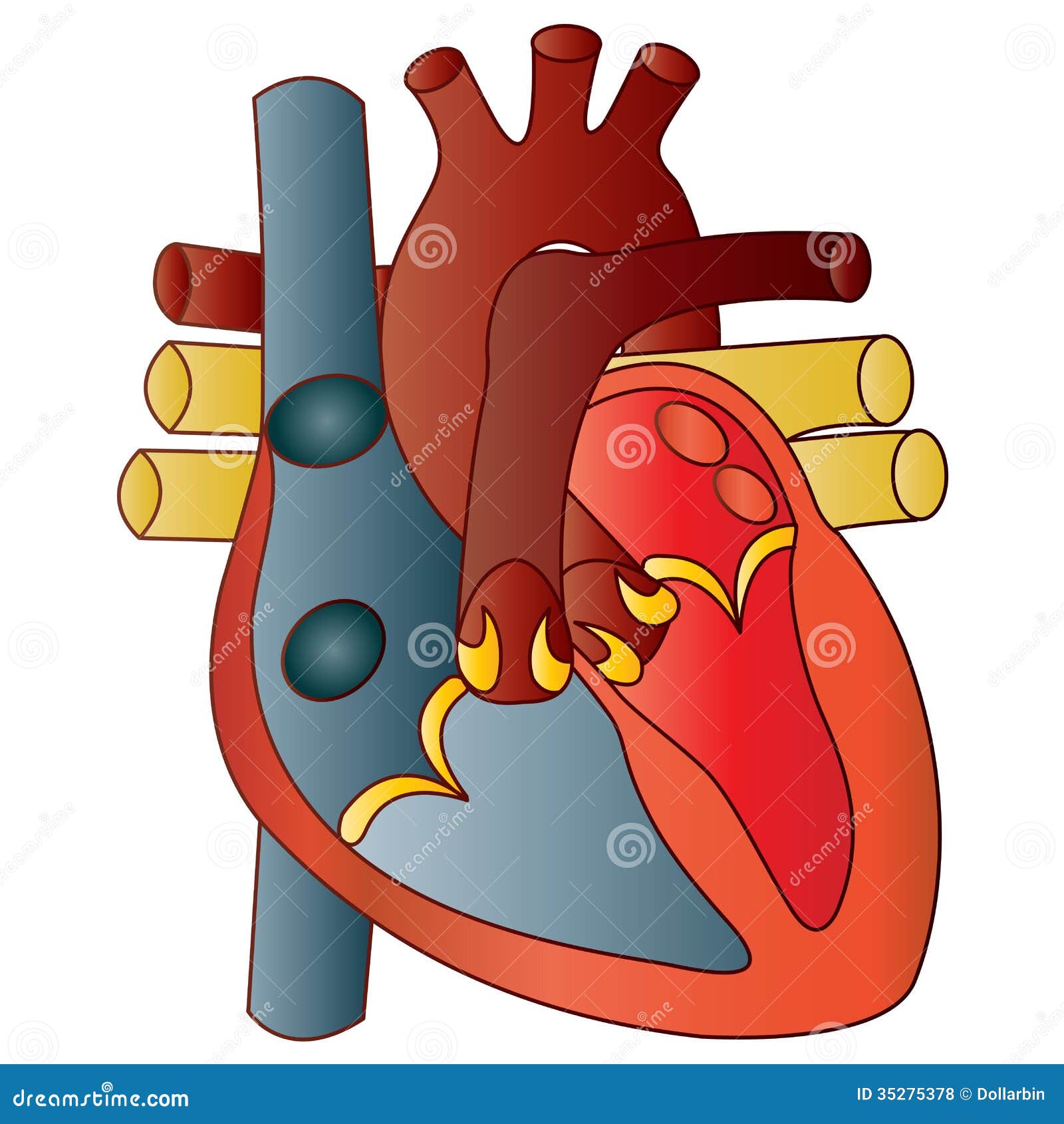 buy helicobacter pylori infection pathophysiology