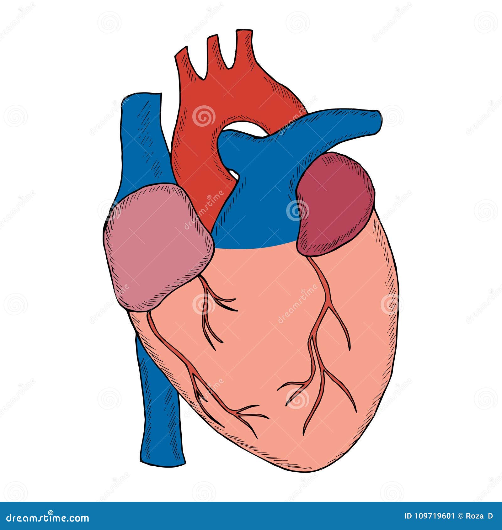 How To Draw Human Heart In Simple Steps-saigonsouth.com.vn