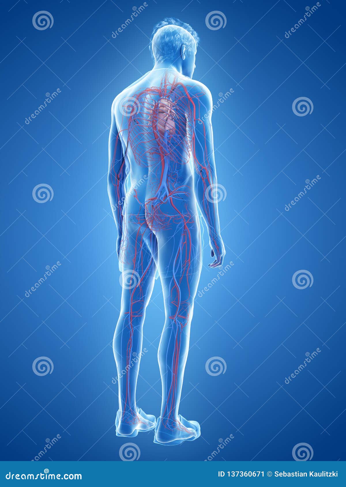 The Human Heart and Vascular System Stock Illustration Illustration of heart, artery 137360671
