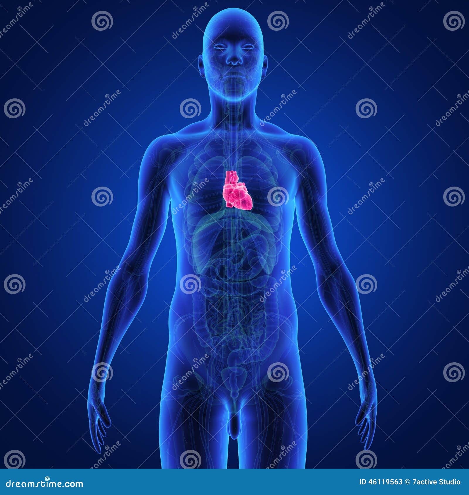 Human Heart stock illustration. Illustration of pathology - 46119563