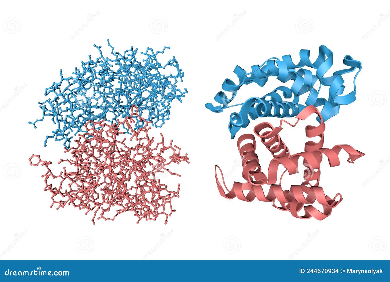 Human Hemoglobin Nitric Oxide Adduct. Crystal Structure and Molecular