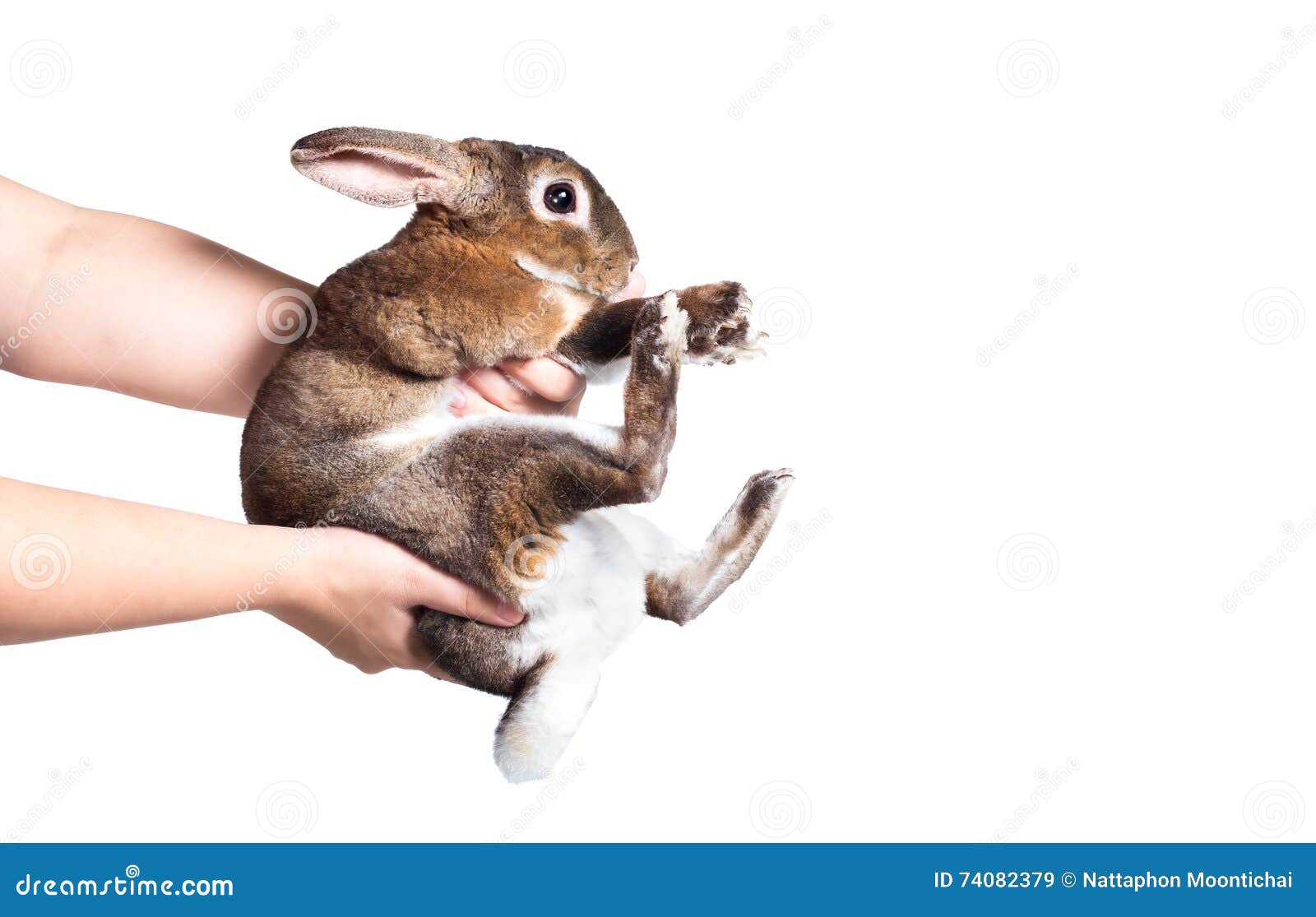 Rabbit In Hand Stock Image Of Fluffy, Hare, Ears 47868494