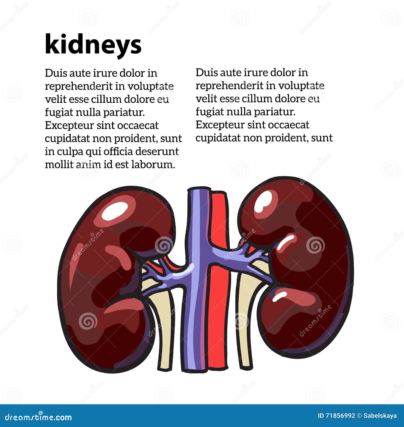 Human Internal Organ Kidney Stock Vector