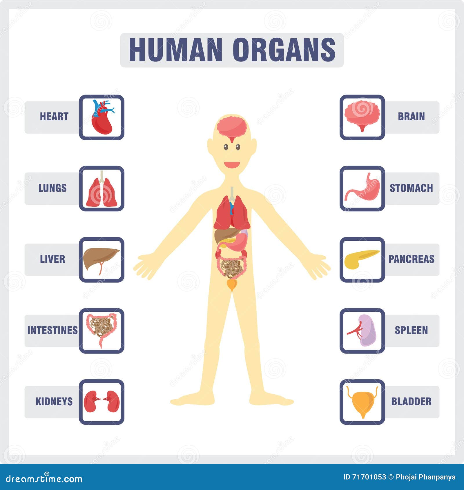 Human Internal Organs stock vector. Illustration of internal - 71701053