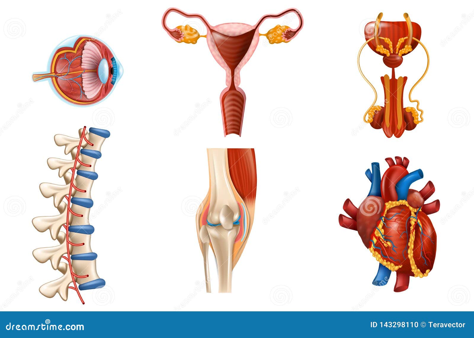 Female Parts Of The Body Internal / Female Reproductive System Organs Function And More / These ...