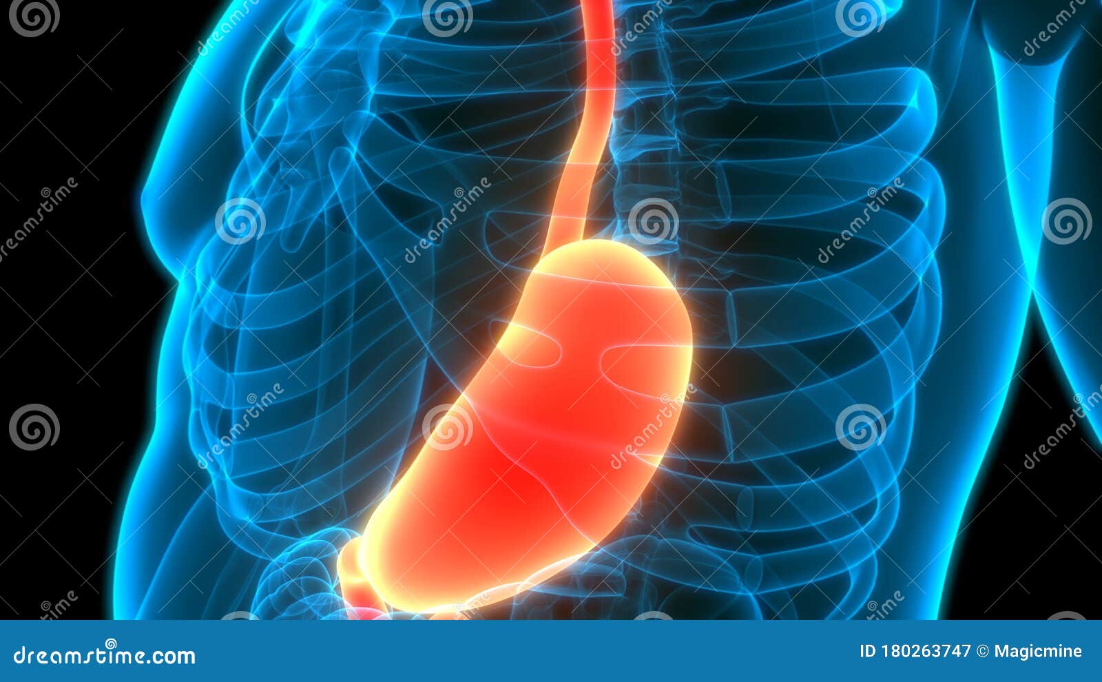 Human Internal Organs Digestive System Stomach Anatomy Stock ...