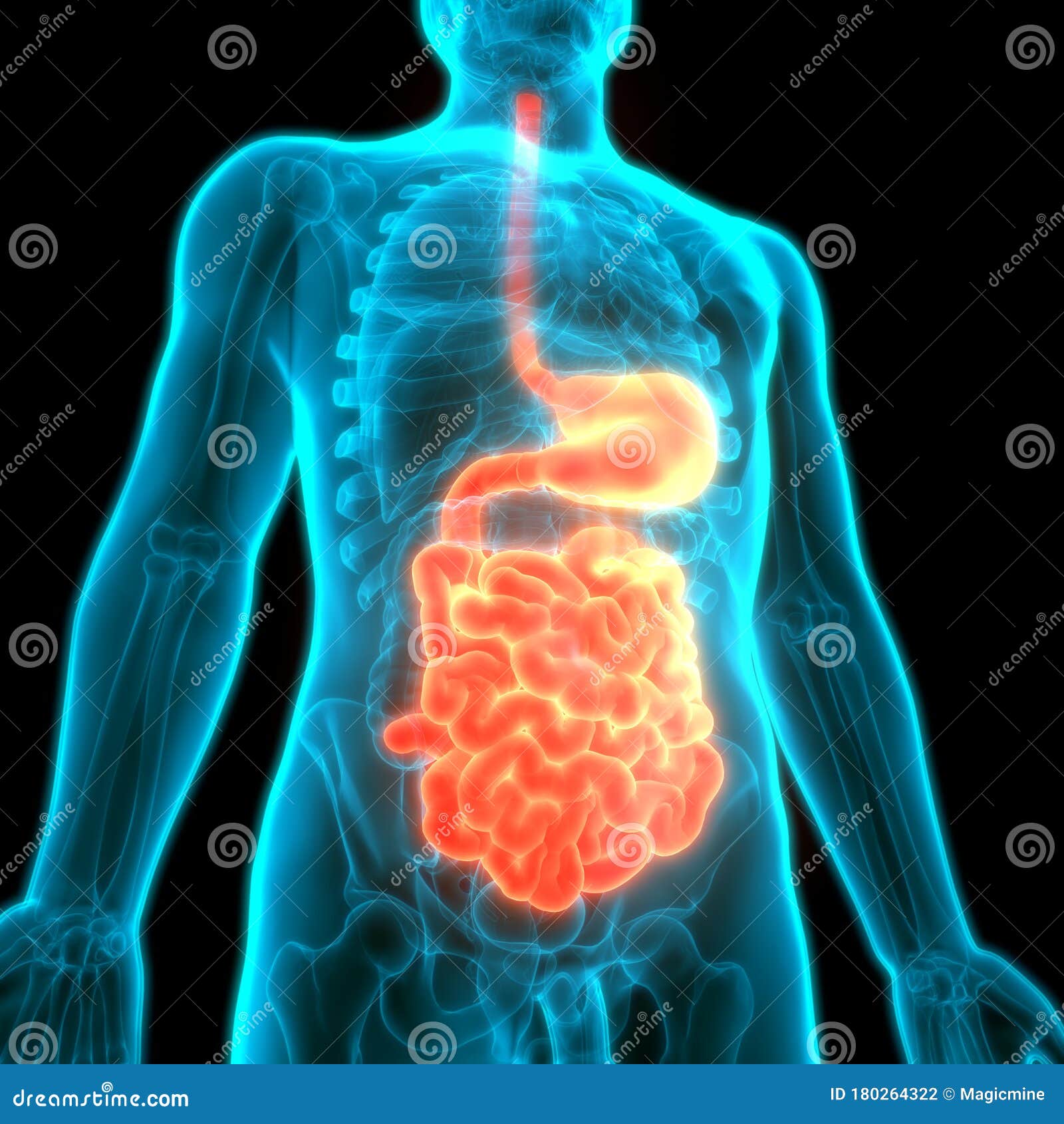 Human Internal Organs Digestive System Stomach with Small Intestine Anatomy  Stock Illustration - Illustration of eating, gallbladder: 180264322