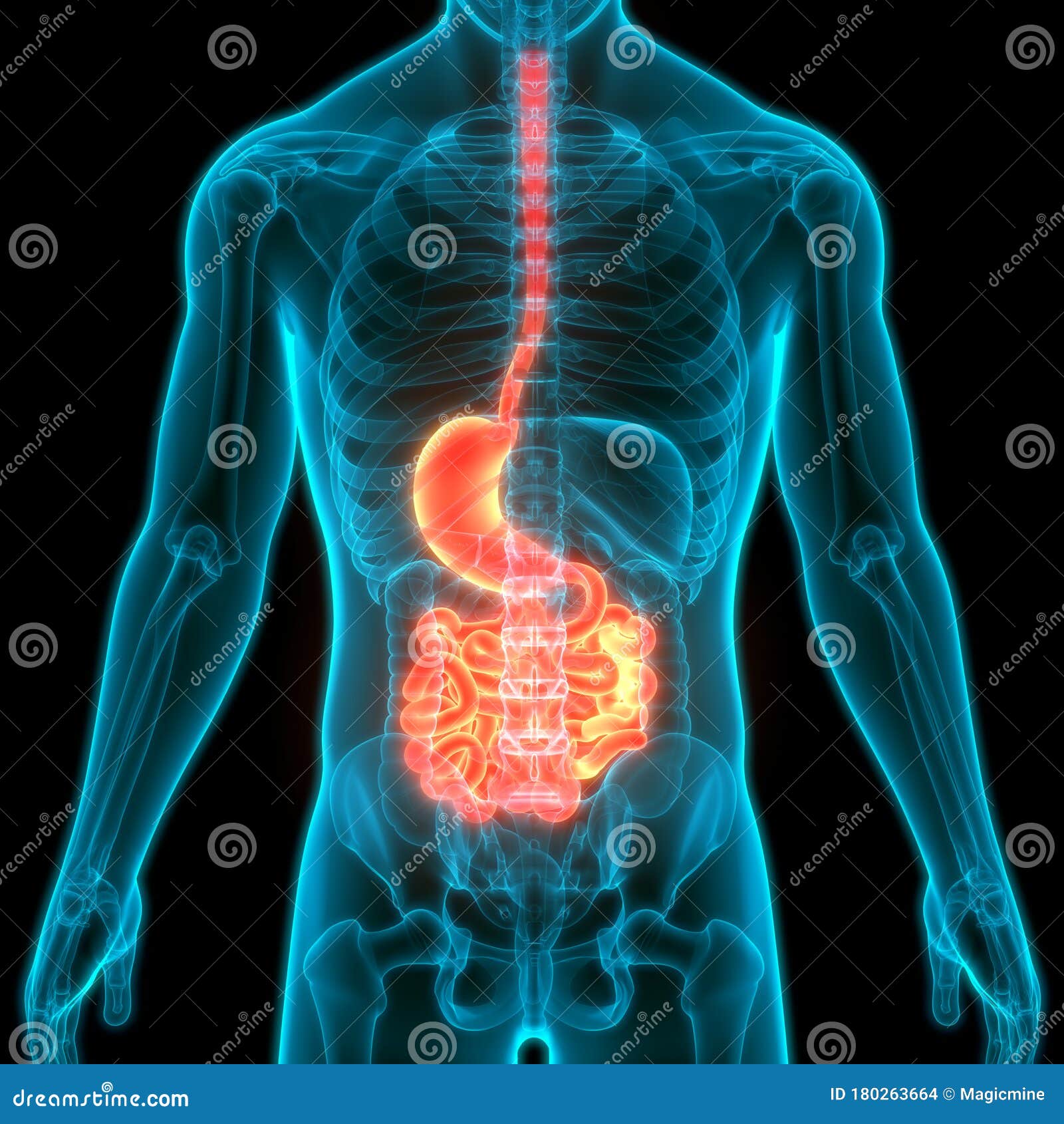 Human Internal Organs Digestive System Stomach with Small Intestine Anatomy Stock Illustration - Illustration of esophagus, biology: 180263664 Human Internal Organs Digestive System Stomach with Small Intestine Anatomy Stock Illustration - Illustration of esophagus, biology: 180263664