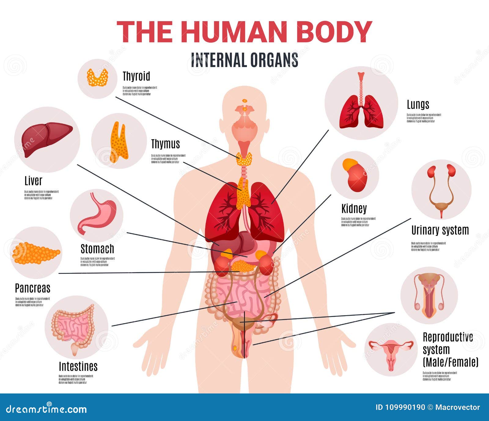 worksheet body english my Cartoons, & Stock Images Vector Illustrations Internal