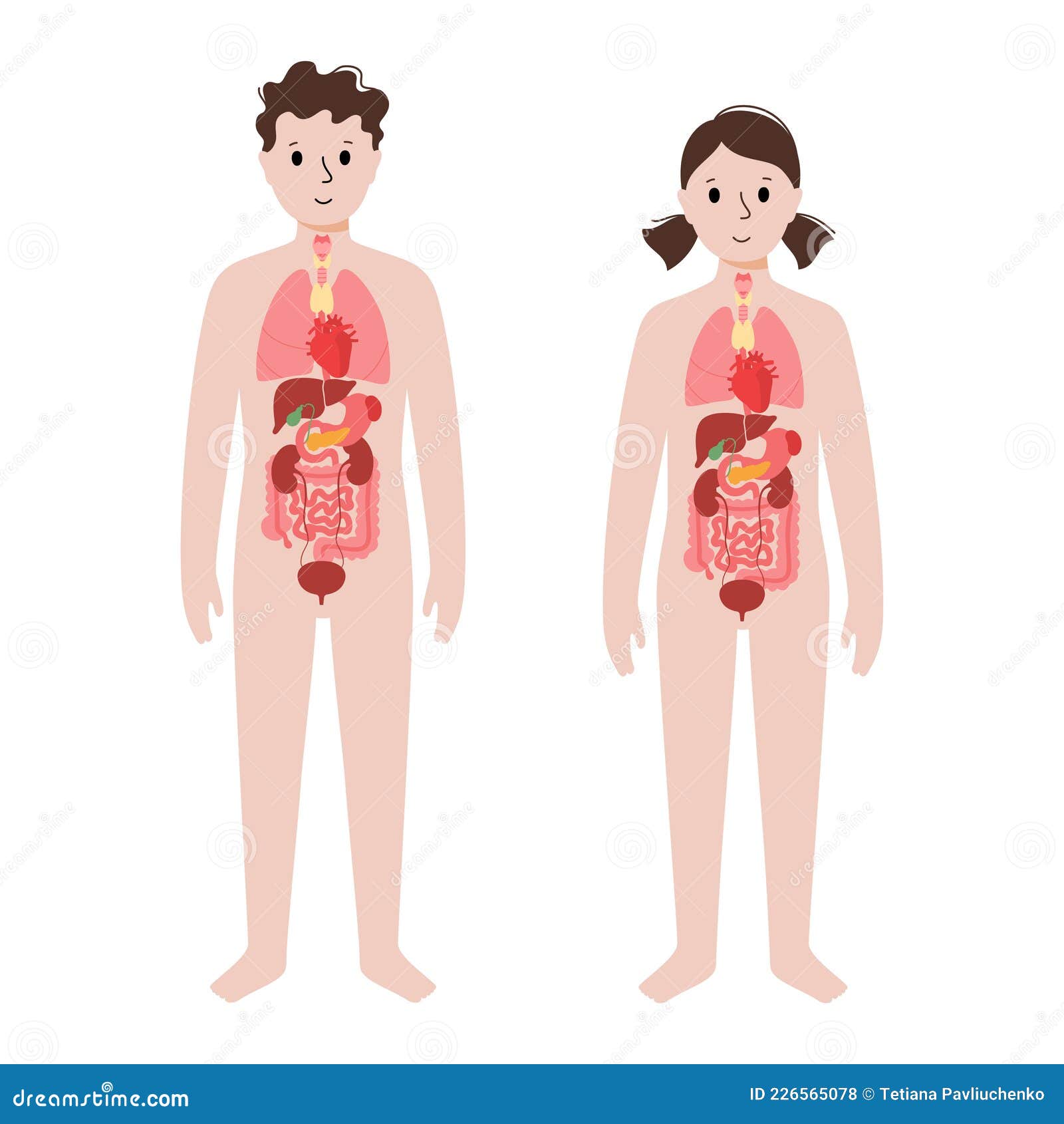 School KwikMedia Educational Illustration of Human Anatomy Systems of Organs for Kids Cartoon Seamless Pattern Education 12 x 18 