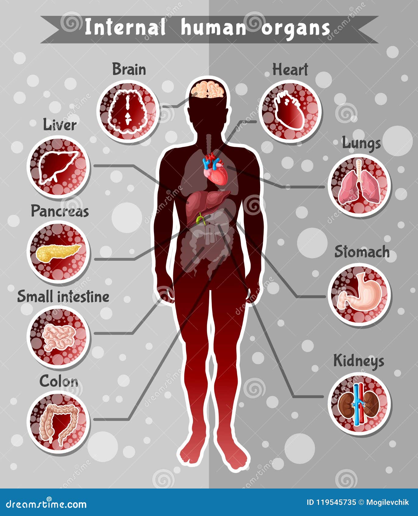 Human Internal Body Parts Biology Diagrams