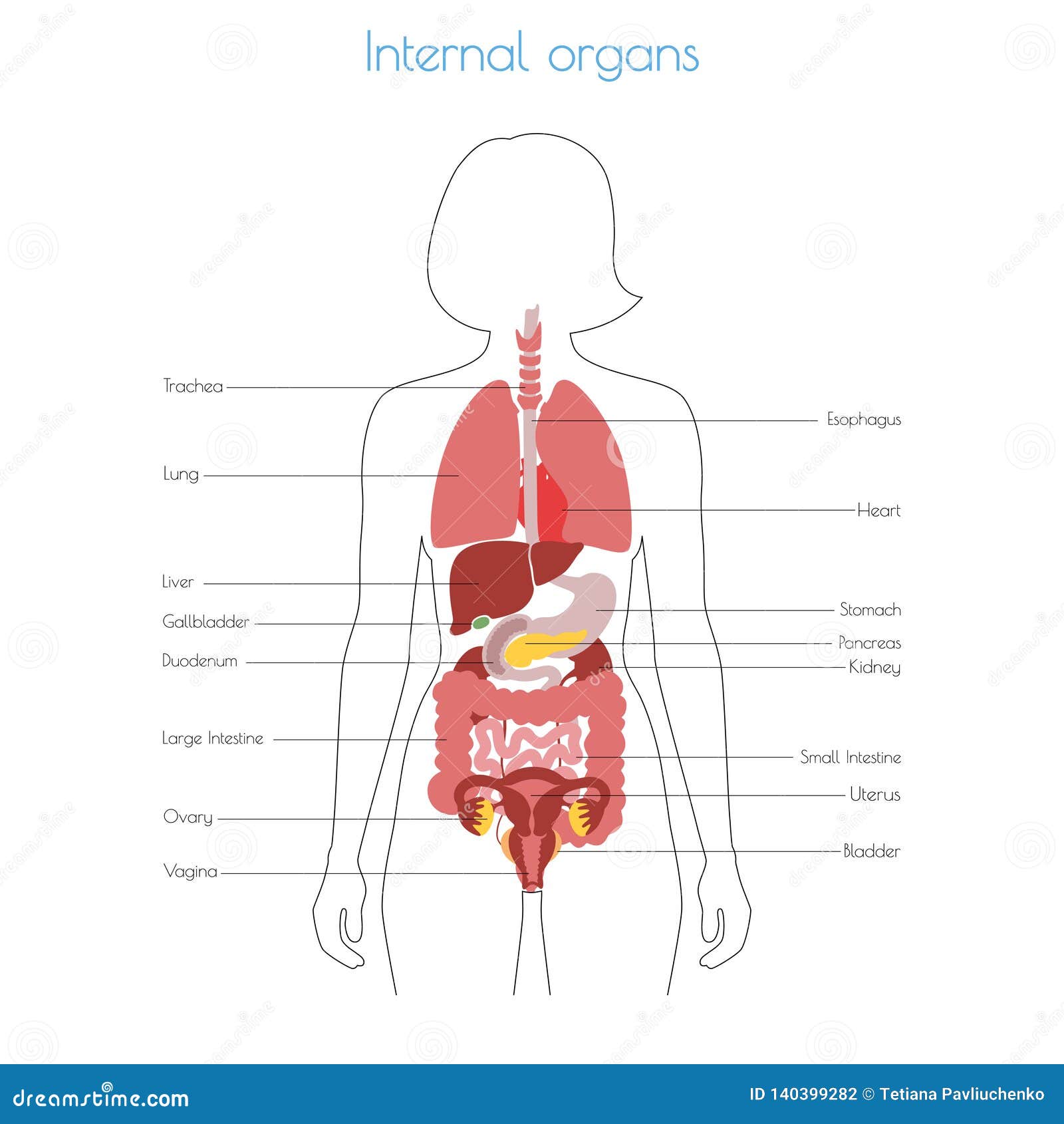 Internal Organs Female Body