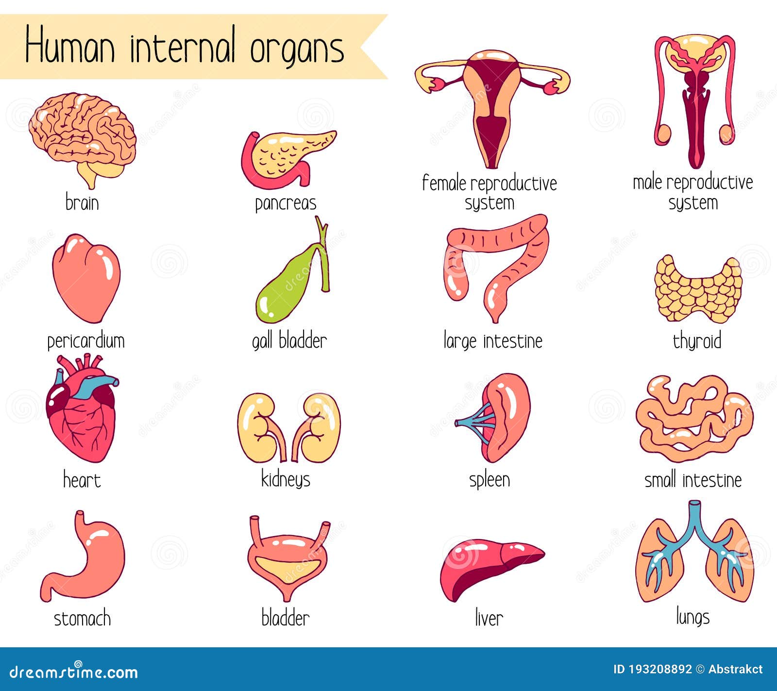 Human Internal Organs Vector Set. Cartoon-style Illustration of 16