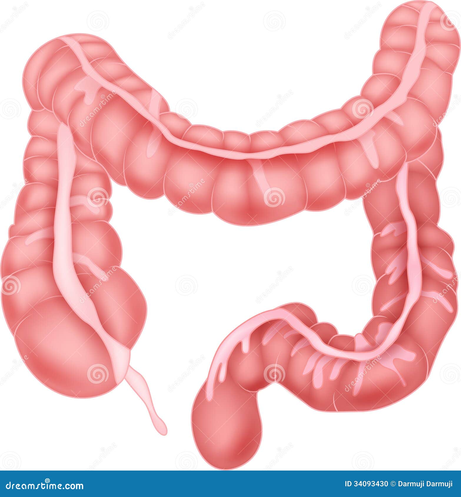 Human Intestine Anatomy Stock Photo - Image: 34093430