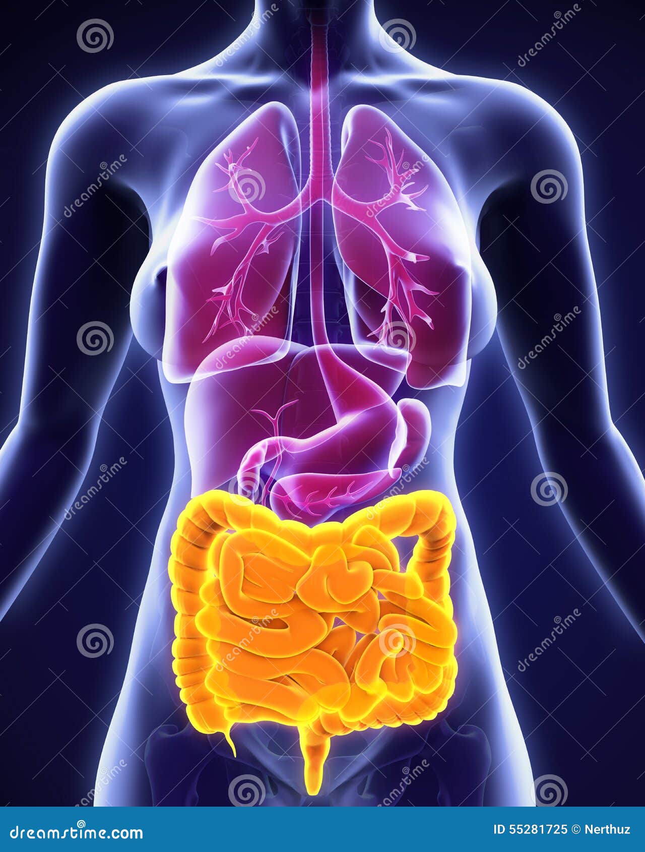 Human Intestine Anatomy stock illustration. Illustration of complex ... Biology Diagrams