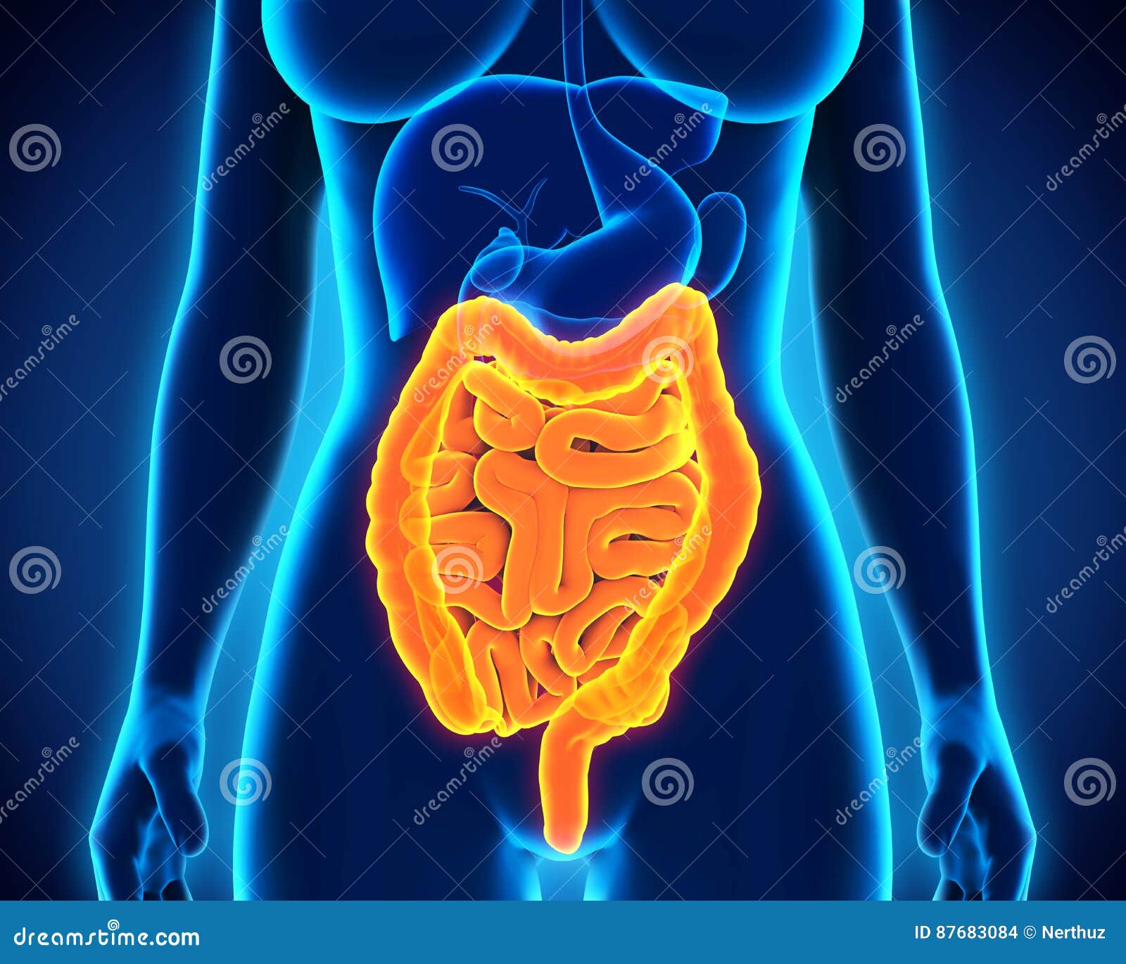 Human Intestine Anatomy Stock Photography Biology Diagrams