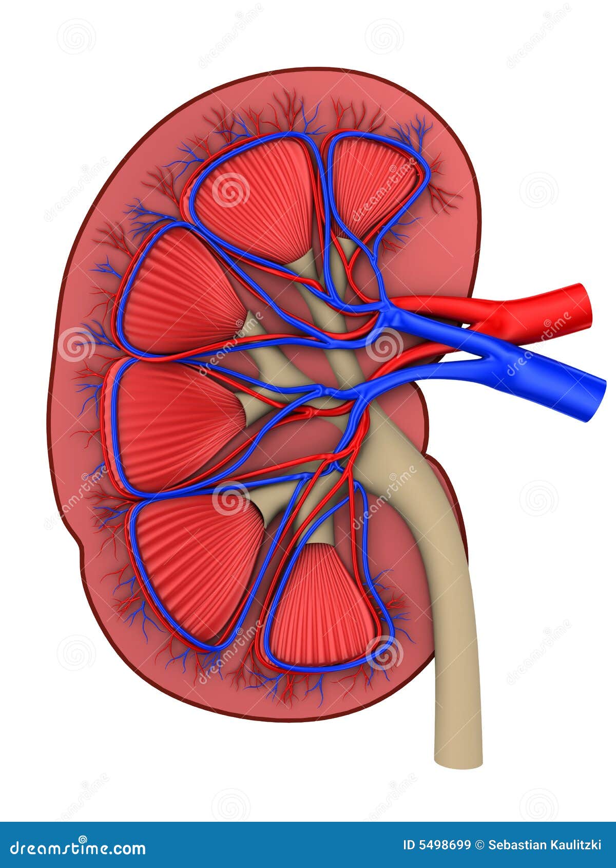Draw a Labeled Diagram of the Human Kidney as Seen in a Longitudinal  Section. - Biology | Shaalaa.com