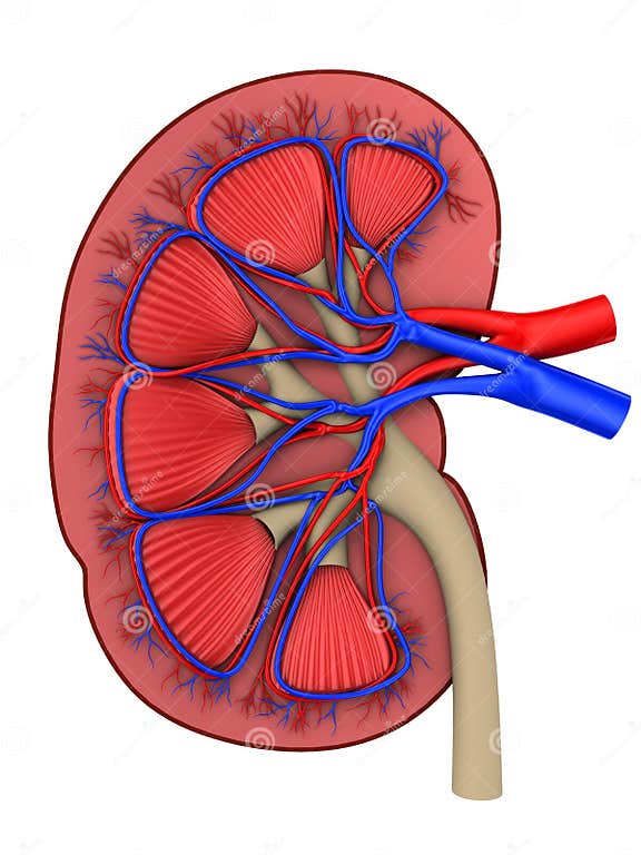 Human kidney stock illustration. Illustration of cortex - 5498699