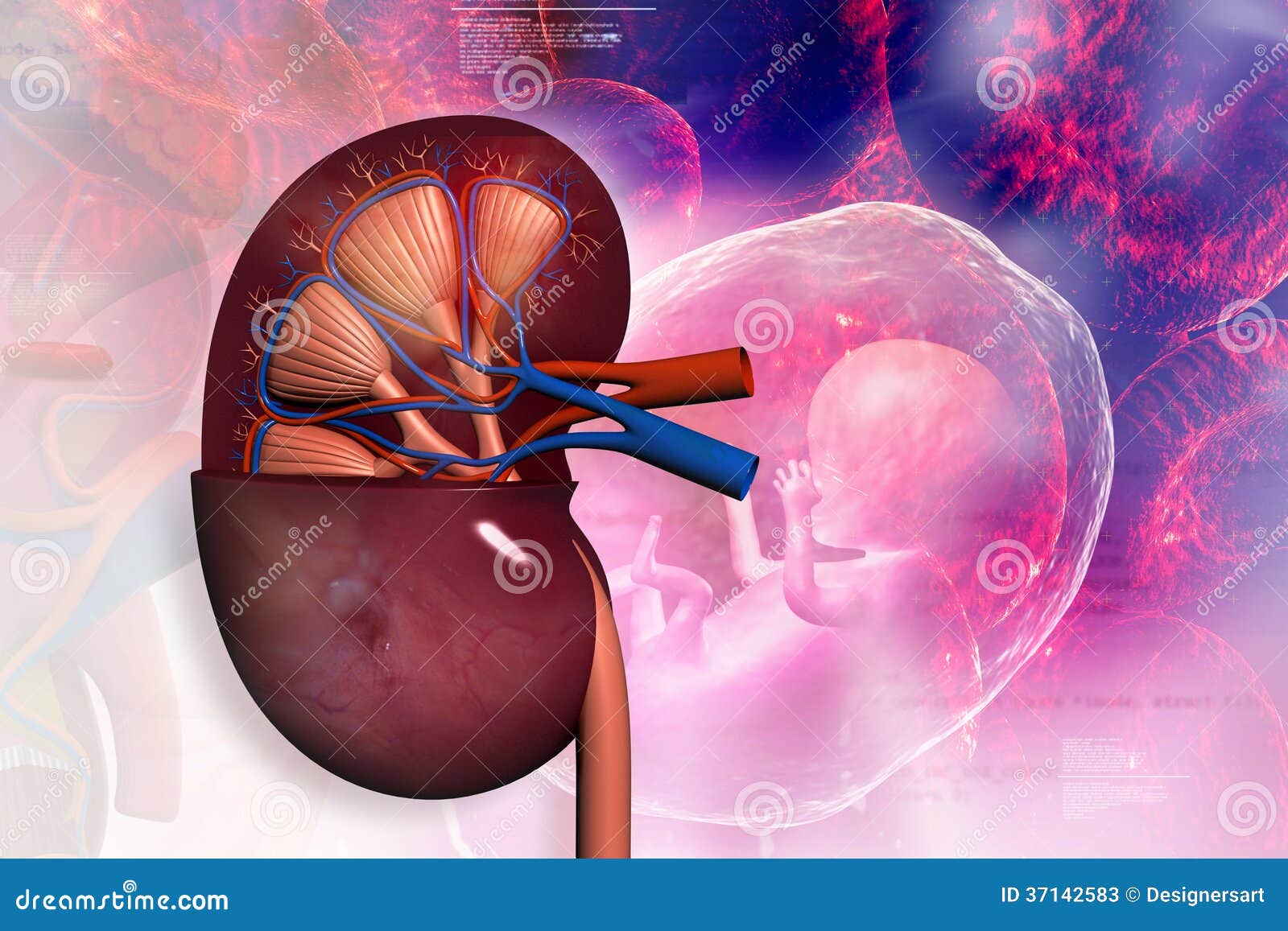 Human Kidney Stock Photos - Image: 37142583