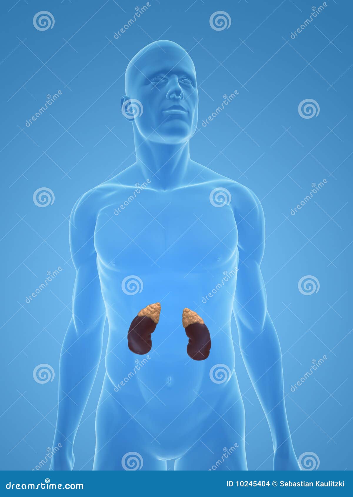 Human Kidney and Adrenal Glands Stock Illustration Illustration of anatomical, anatomy 10245404