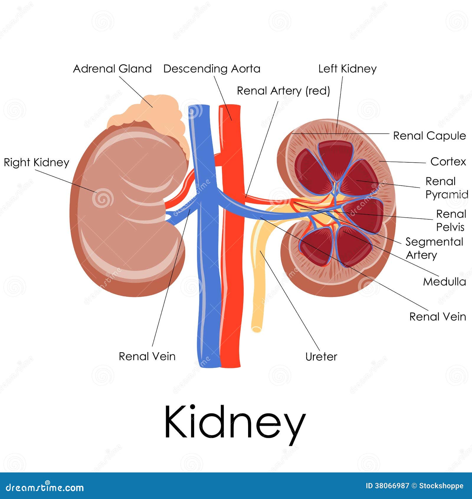 The urinary tract. Labels point to the kidney, ureter, bladder, and urethra  - Media Asset - NIDDK