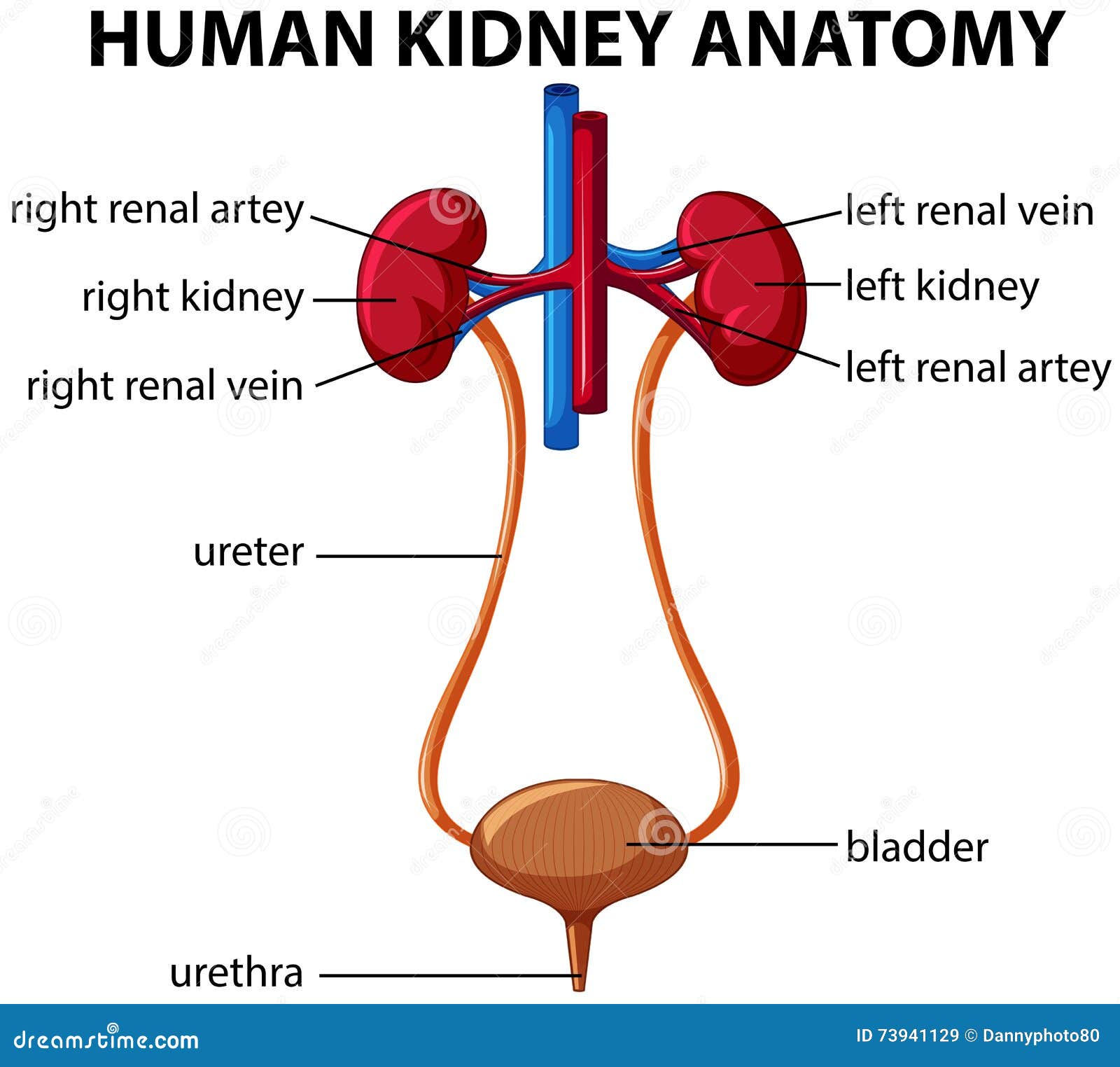 Human Kidney Anatomy Isolated On White Background Cartoon Vector ... Biology Diagrams