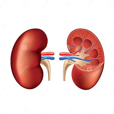 Human Kidney Anatomy Isolated on White Vector Stock Vector ...