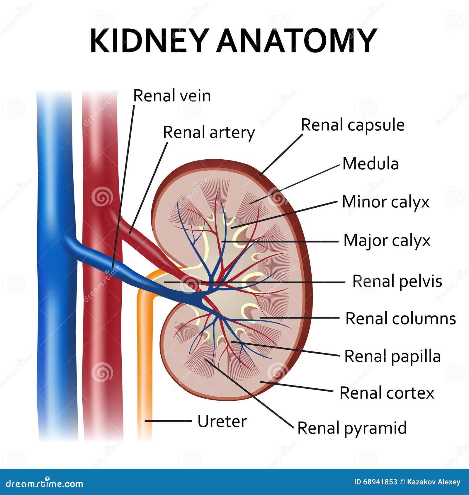 human kidney anatomy.