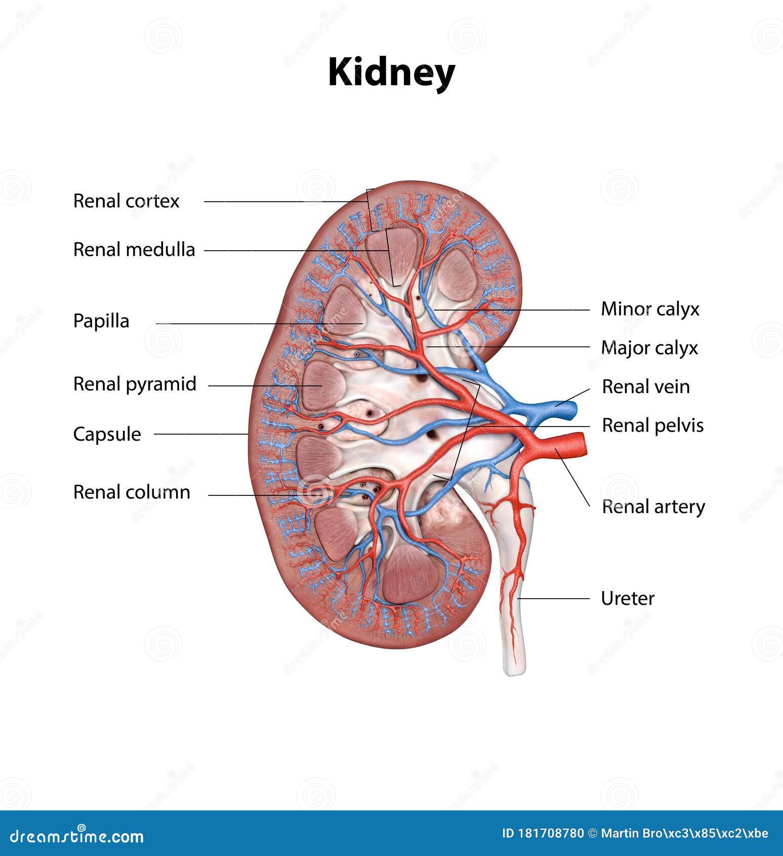 Kidney drawing - MEDizzy