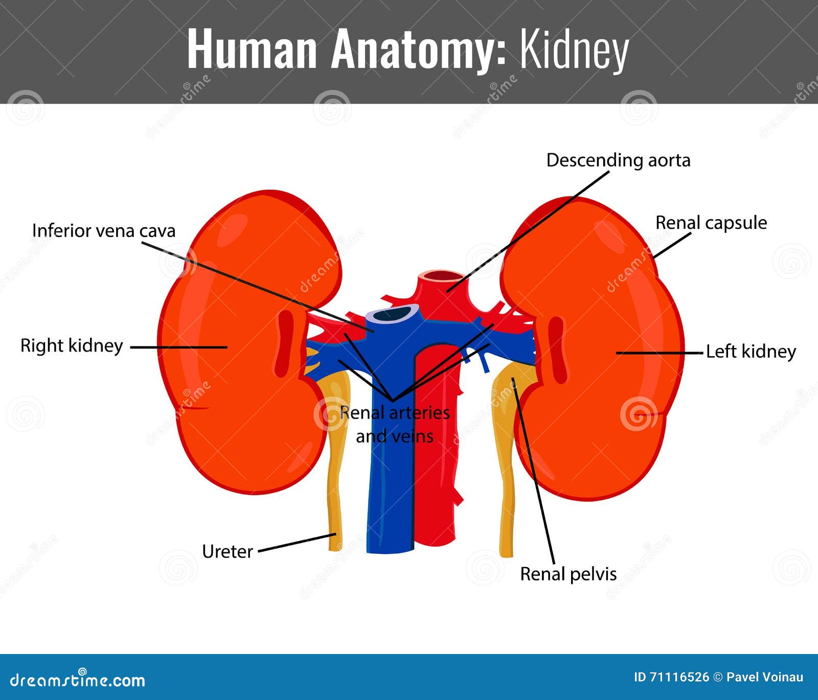 Human Kidney Detailed Anatomy Vector Medical Stock Vector