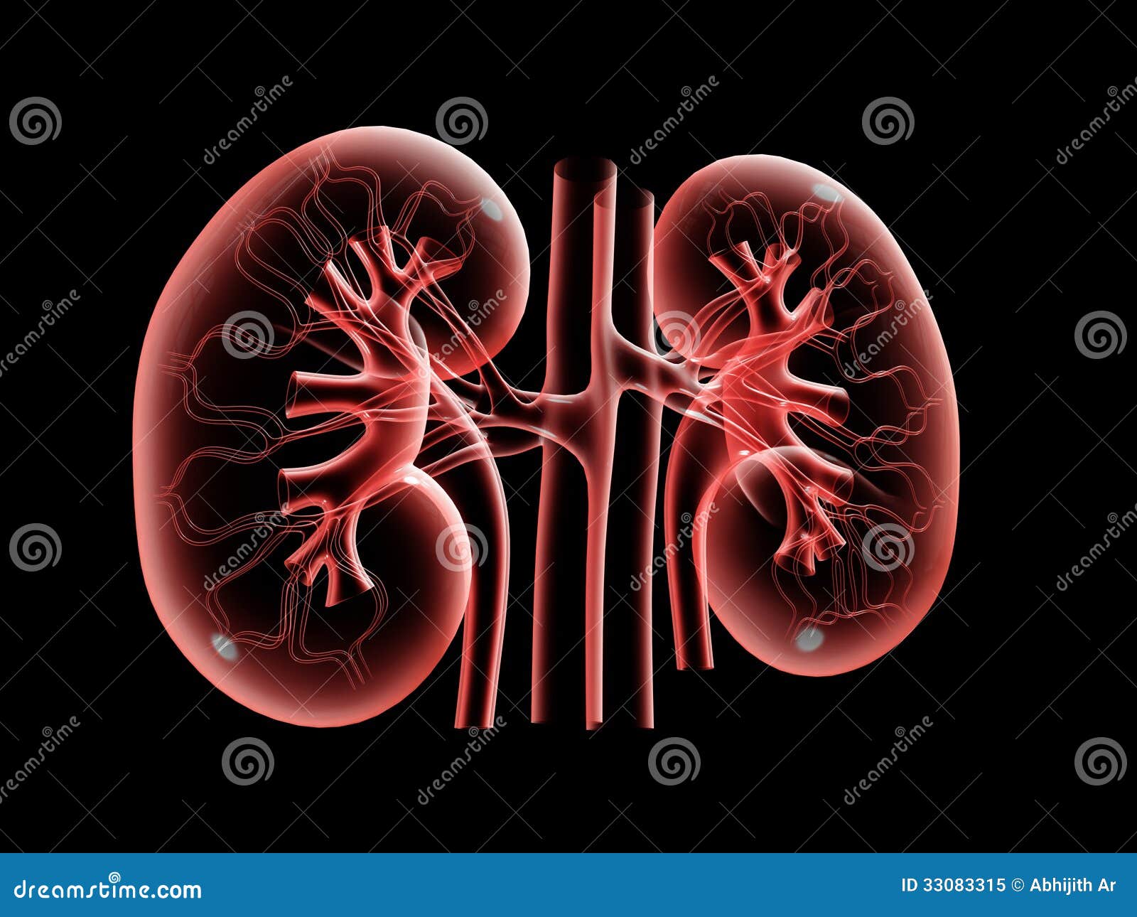 Human Kidney Royalty Free Stock Photo - Image: 33083315