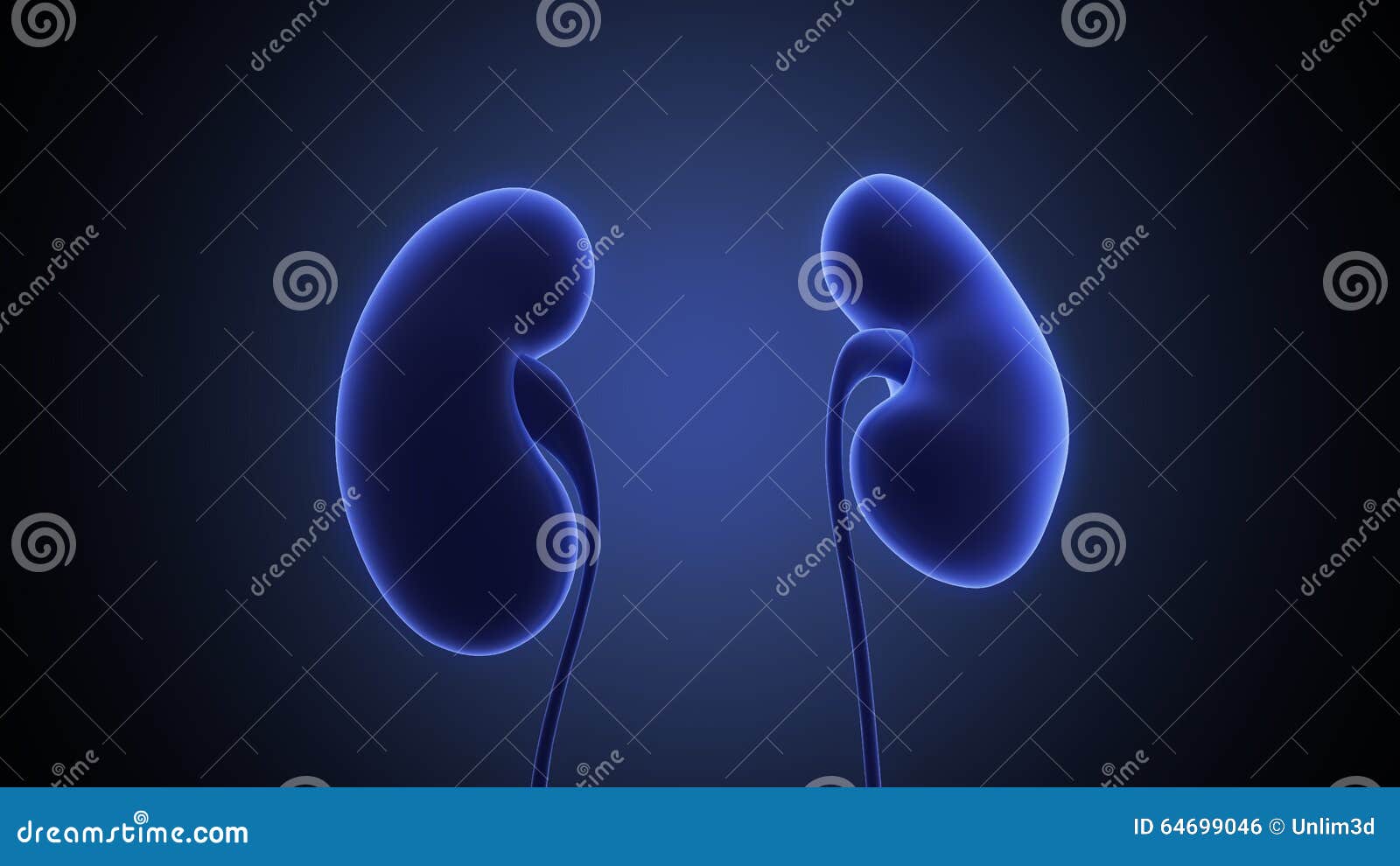 Human kidney organ stock illustration. Illustration of healthy - 64699046