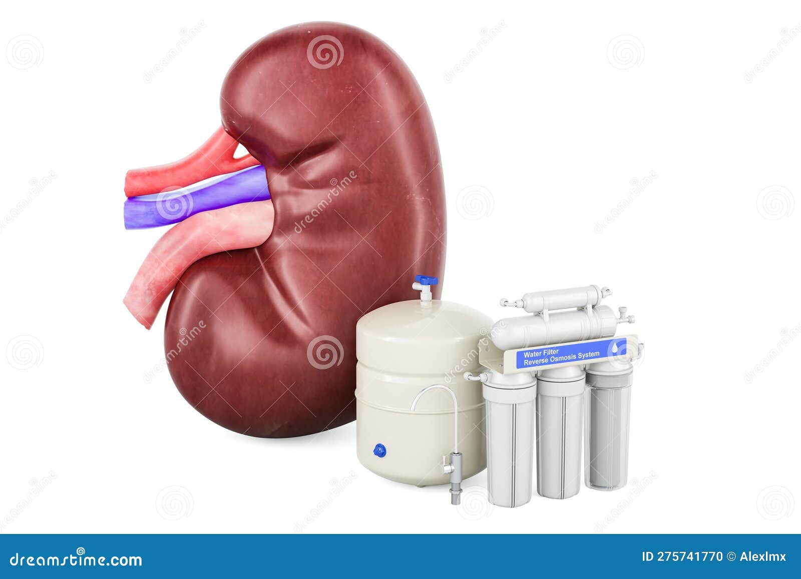 Human Kidney with Reverse Osmosis System. 3D Rendering Stock