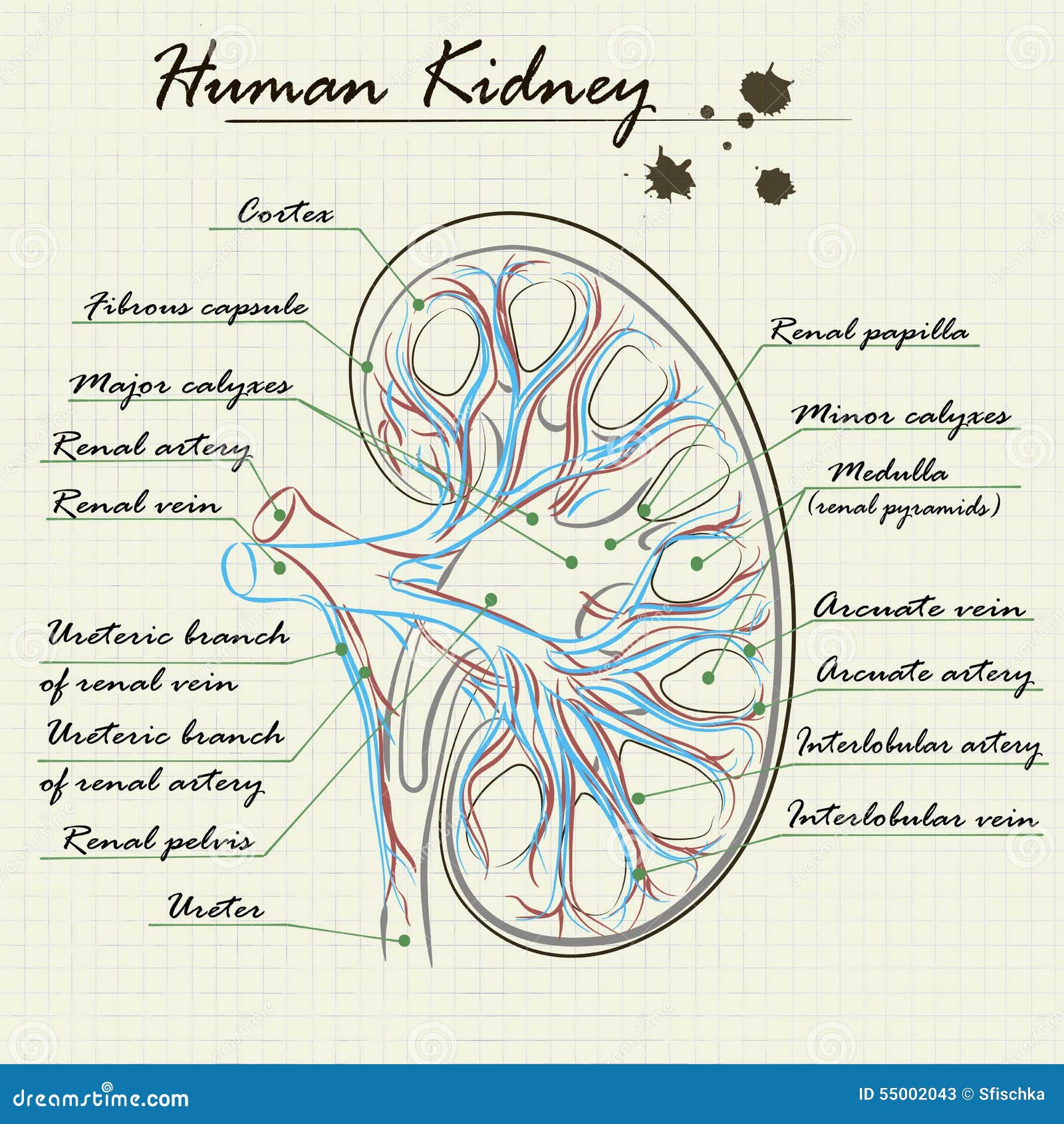 Human kidney anatomy diagram illustration Stock Vector Image  Art  Alamy