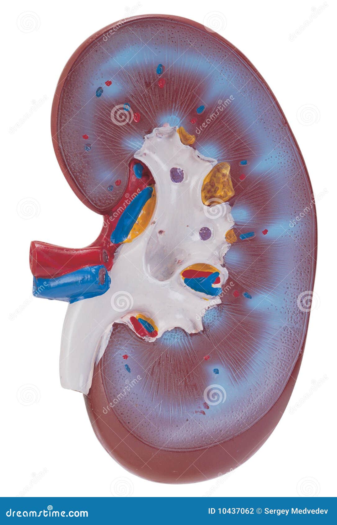 Human Kidneys stock photo. Image of aorta, stomach, biology 10437062