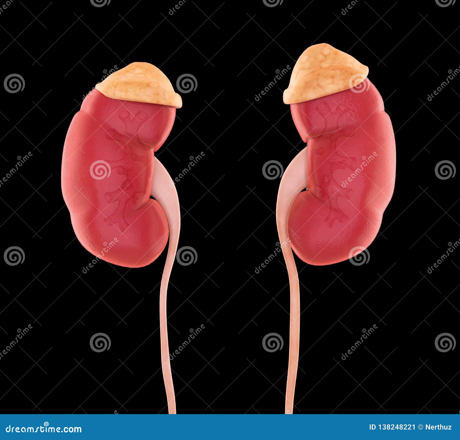 Human Kidneys Anatomy stock illustration. Illustration of patient ...