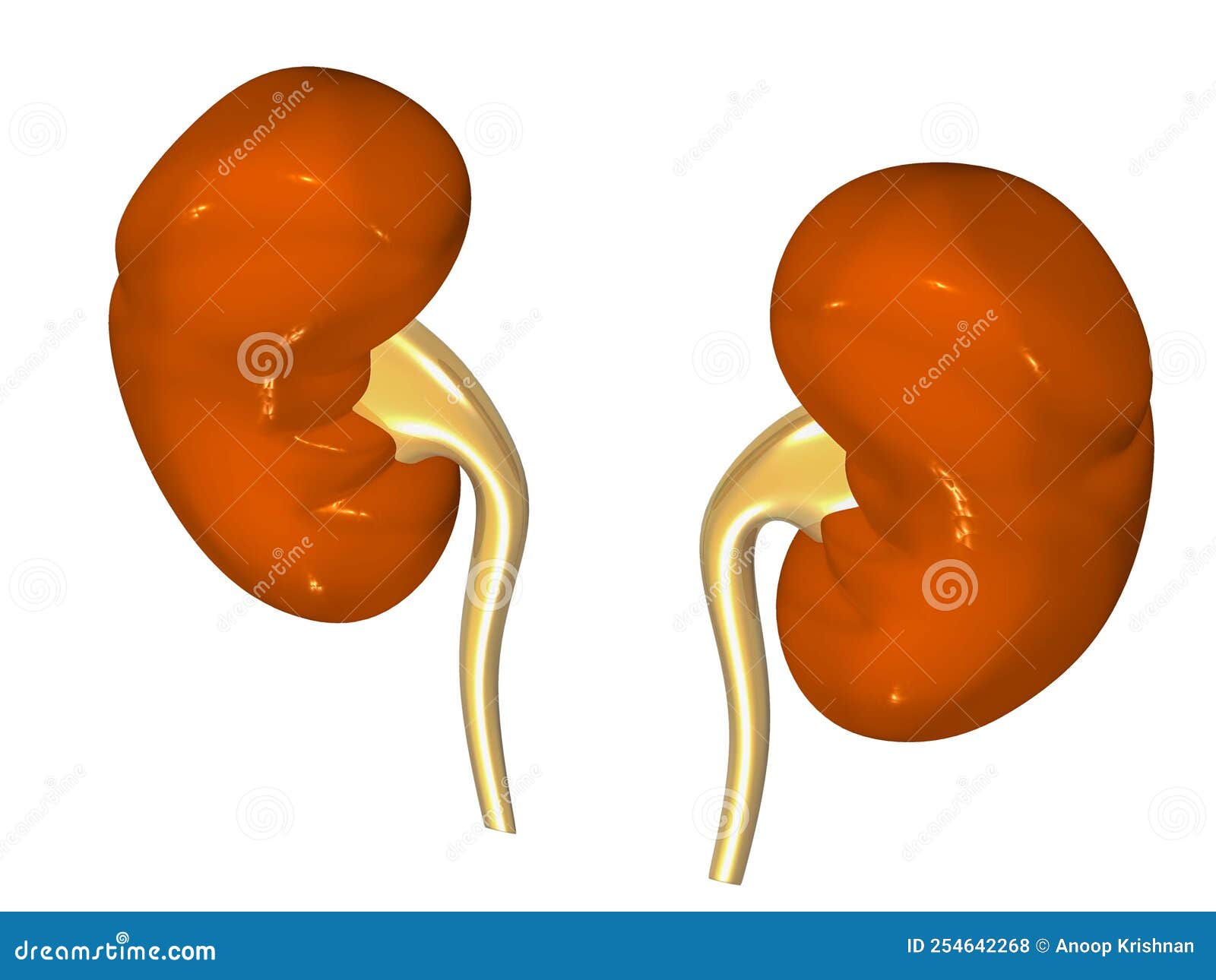 Human kidneys anatomy stock illustration. Illustration of fibrous ...