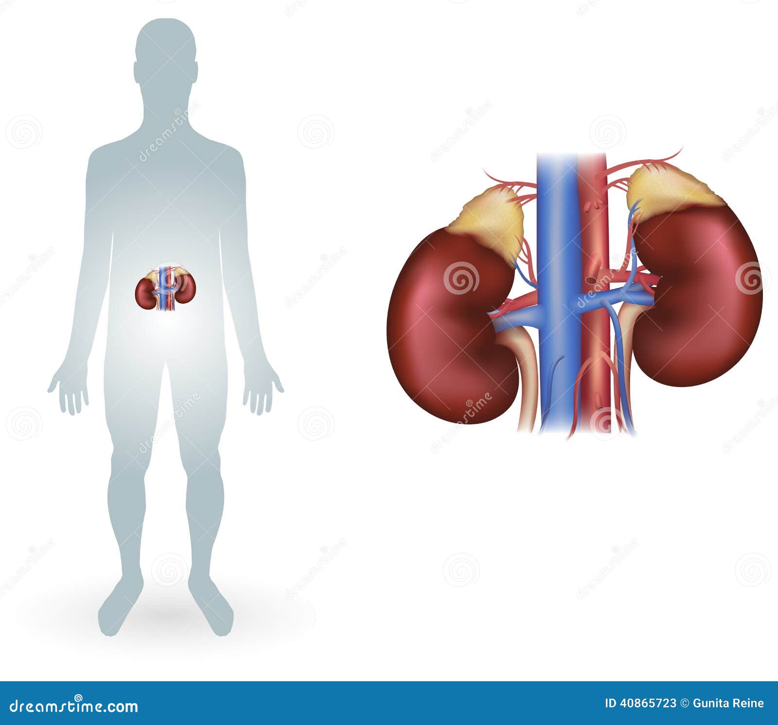 Human kidneys stock vector. Illustration of anatomy ...