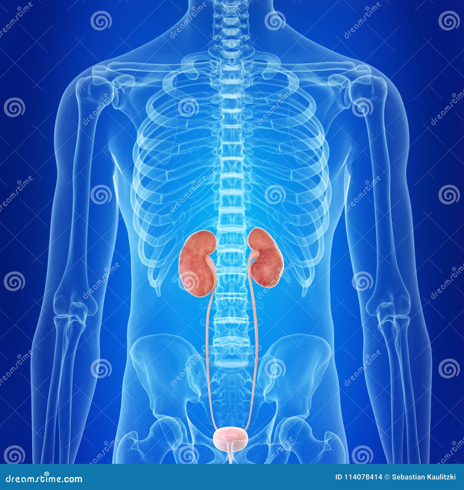 The human kidneys stock illustration. Illustration of urinary 114078414