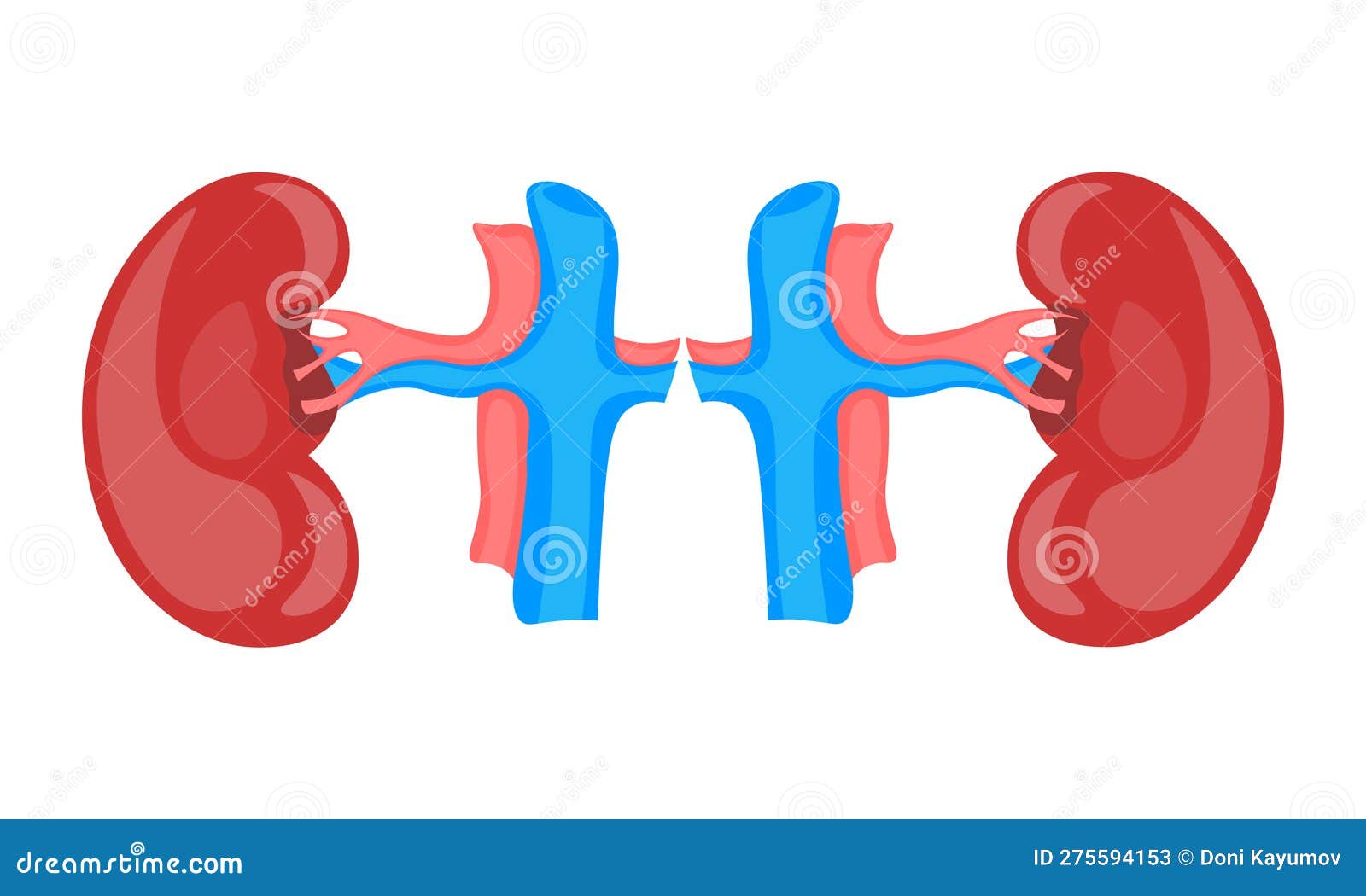 Human Kidneys Responsible for Blood Purification Stock Illustration