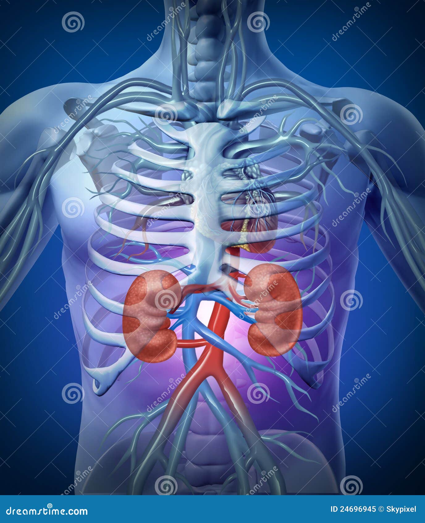 Human Kidneys With Skeleton Stock Illustration - Illustration of human