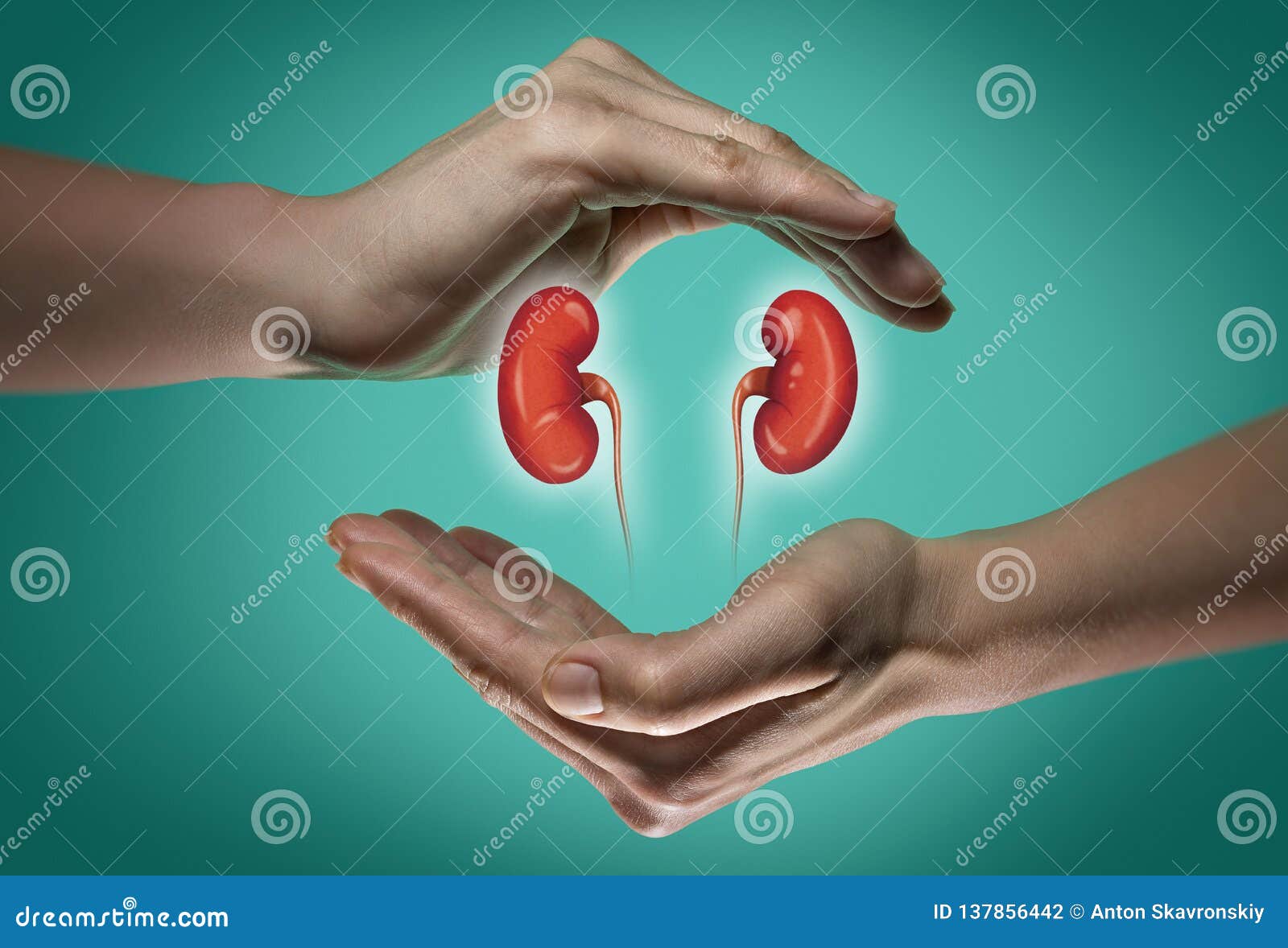 the concept of a healthy kidneys.