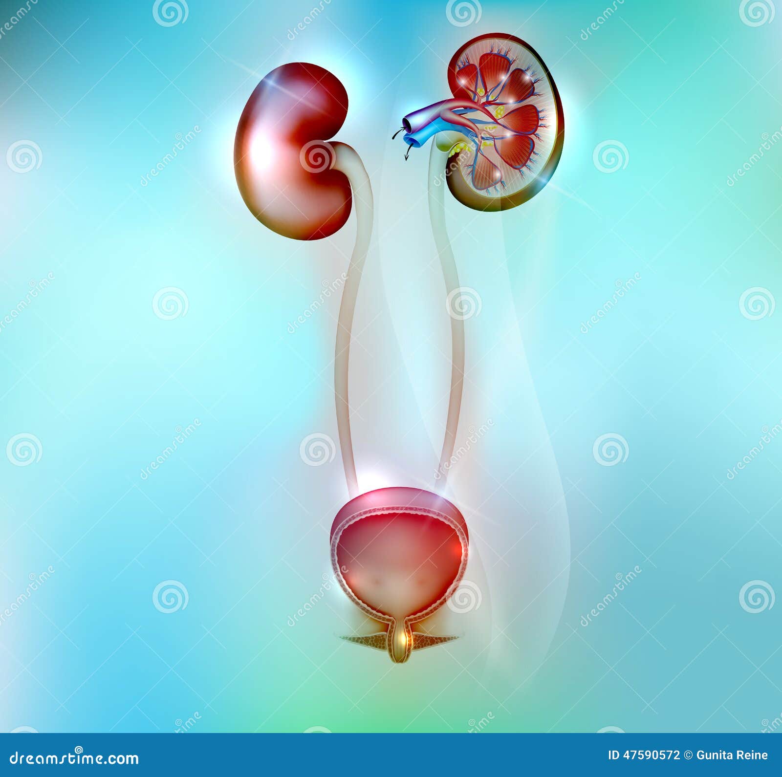 human kidneys and urinary bladder anatomy