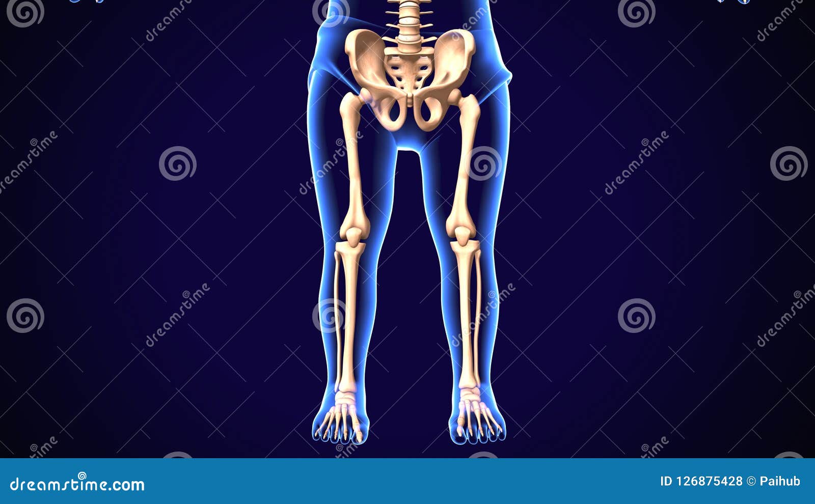 3d Render Of Human Skeleton Lower Leg Pain Anatomy Stock Illustration Illustration Of Region Extending 126875428